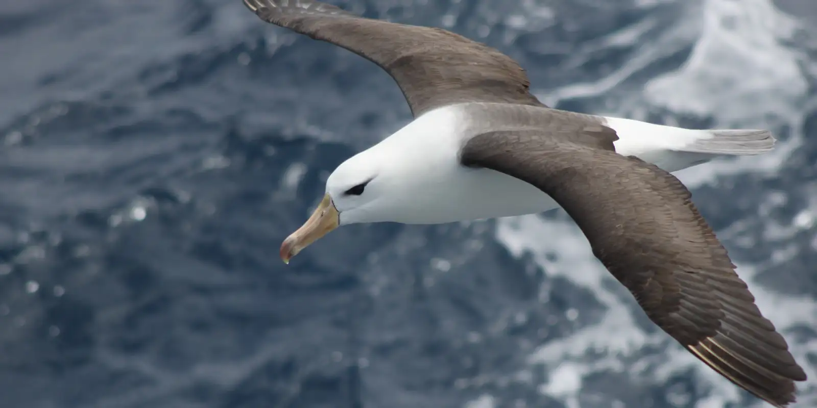 Reduzir morte de albatrozes implica mudanças na pesca em alto-mar